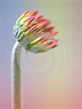 Closeup macro red Transvaal Gerbera daisy flower plants in garden  and soft focus on sweet  blurred background