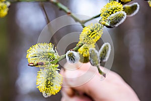 Closeup macro of salix caprea during march blooming. Branch held by man`s hand. Shallow depth of field. Nature awakes in spring.