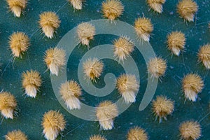 Closeup and macro shot of aereole of the Optunia cactus with aereole spines and glochids creating a pattern on green background