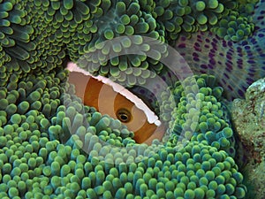 Closeup and macro shot of Amphiprion perideraion also known as the pink skunk clownfish or pink anemonefish during the leisure di