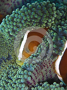 Closeup and macro shot of Amphiprion perideraion also known as the pink skunk clownfish or pink anemonefish during the leisure di