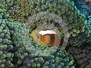 Closeup and macro shot of Amphiprion perideraion also known as the pink skunk clownfish or pink anemonefish during the leisure di