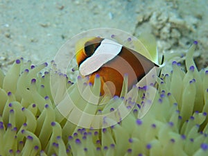 Barrier Reef anemonefish or Amphiprion akindynos during a leisure dive in Tunku Abdul Rahman Park, Kota Kinabalu. Sabah, Malaysia.