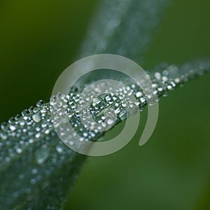 Dew on Blade of Grass