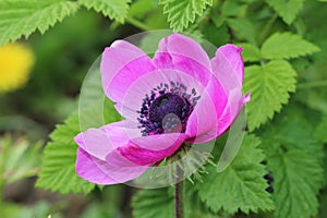 Closeup macro shot of a beautiful oriental poppy flower
