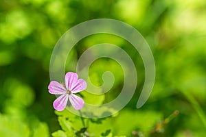 Closeup macro shot of beautiful purple geranium cranesbill flower in spring in front of green bokeh