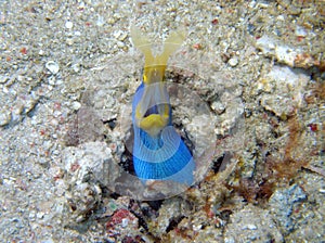 The Blue ribbon eel during a leisure dive in Mabul Island, Semporna. Tawau, Sabah. Malaysia, Borneo.