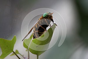 Striped gadfly sitting on a green leaf