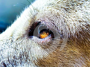 A closeup macro shot of a dog eye