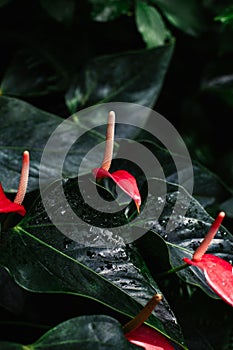 macro shot of few many red flowers anthurium with dark green leaves and drops of water