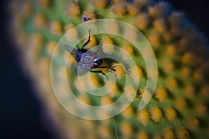 Closeup and macro shot of of a fly sitting on the aereole of the Optunia cactus with spines and glochids creating a pattern on