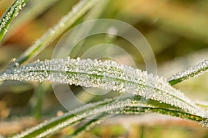 Closeup macro shot of frozen blades of grass in winter covered by beautiful ice crystals