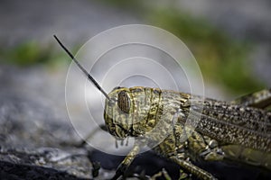 Closeup macro shot of a grashopper with blurry background
