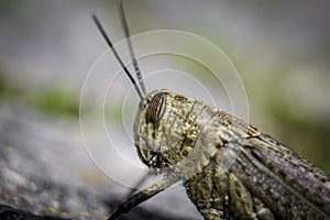 Closeup macro shot of a grashopper with blurry background