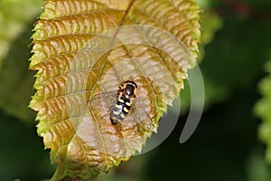 Closeup macro shot of a hoverfly on a yellow leaf