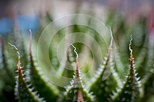 Closeup macro shot of Lace Aloe or Aristaloe aristata, abstract white lacy patterns on the green pointed leaves