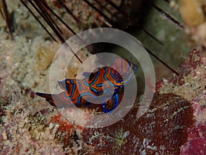 Closeup and macro shot of Mandarin fish during leisure dive  in Mabul Island, Semporna. Tawau, Sabah.