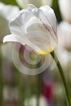 Closeup Macro Shot of National Dutch Tulips Of The Selected Sorts Shot Against Blurred Background.