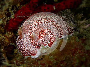 Closeup and macro shot of nudibranch Chromodoris reticulata during leisure dive in Mabul Island, Semporna, Tawau. Sabah. Malaysia, photo