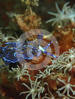 Closeup and macro shot of nudibranch Flabellina sp during a leisure dive in Tunku Abdul Rahman Park, Kota Kinabalu, Sabah. photo