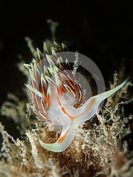 Closeup and macro shot of nudibranch Flabellina sp during a leisure dive in Tunku Abdul Rahman Park, Kota Kinabalu, Sabah. photo