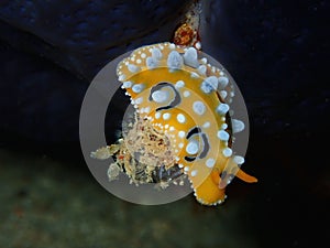Closeup and macro shot of nudibranch Phyllidia ocellata during leisure dive in Sabah, Borneo.