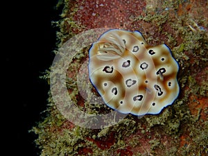 Closeup and macro shot of nudibranch Risbecia tryoni during a leisure dive in Mabul Island, Semporna, Tawau, Sabah.