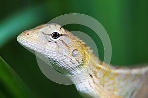 Closeup macro shot of Oriental garden lizard