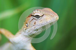 Closeup macro shot of Oriental garden lizard