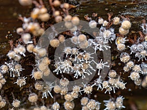 Closeup macro shot of Parasitic fungus, Polycephalomyces tomentosus growing on Trichia slime mould, mold. Devon, UK.