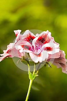 Closeup Macro Shot of Pelargonium or Garden Geranium Flowers of Exotica Sort