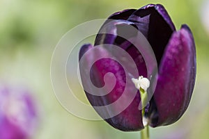 Closeup Macro Shot of Petals and Stamen Of Purple Dutch Tulip in Keukenhof Park