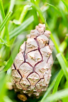 Closeup macro shot of pine cone