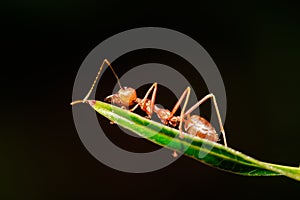 Closeup. Macro shot of red ant on green leaf.