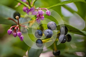 Closeup macro shot with selective focus of ardisia lurida showing berries and flowers
