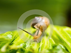 Closeup macro shot of snail crawling on green leaf. Green background