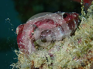 Closeup and macro shot of a squid during leisure dive  in Mabul Island, Semporna. Tawau, Sabah. photo