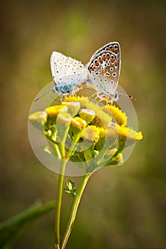 Closeup macro shot of a two colorful butterflies in mating position on yellow flower