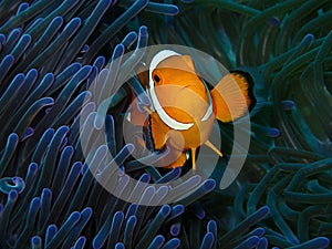 Closeup and macro shot of Western clown fish or Anemone fish during the leisure dive in Sabah, Borneo.