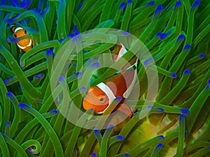 Closeup and macro shot of Western Clown fish or Anemone fish during leisure dive underwater diving in Sabah, Borneo.