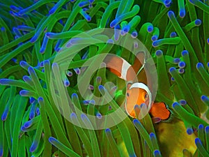 Closeup and macro shot of Western Clown fish or Anemone fish during leisure dive underwater diving in Sabah, Borneo.