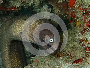 The White-Eyed Moray eel in Mabul Island, Semporna, Tawau. Sabah, Malaysia. Borneo. photo