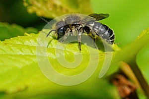 Closeup macro shot of worn old male spined mason bee, Osmia spinulosa solitary bee on green leaf in the garden