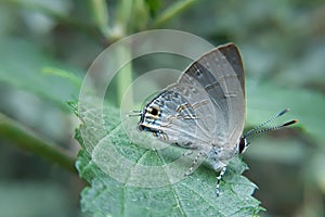 Closeup macro of a small lycaenidae butterfly