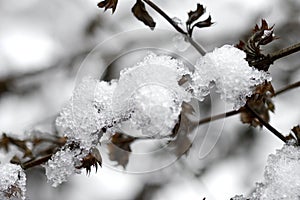 Closeup macro of snow or ice on a plant