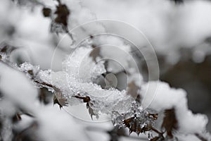 Closeup macro of snow or ice on a plant