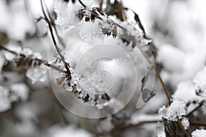 Closeup macro of snow or ice on a plant