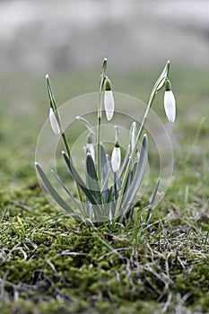 Closeup macro of snowdrops in spring season