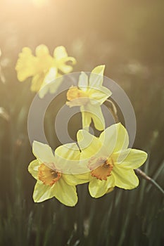 Closeup Macro of Spring Yellow Daffodil Narcissus and warm sunlight Bokeh