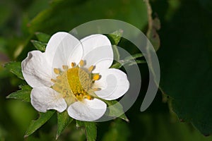 Closeup macro strawberry flower blossom at sunny summer day